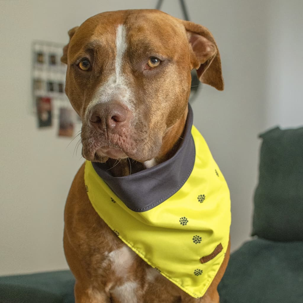 Bandana Dupla Face Pet 2 em 1 Premium Amarelo e Preto