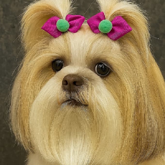 Laços Pet Lacinho anita de Gorgorão Cachorro Fêmea Acessórios Fofos PetShop Banho e Tosa com pompom